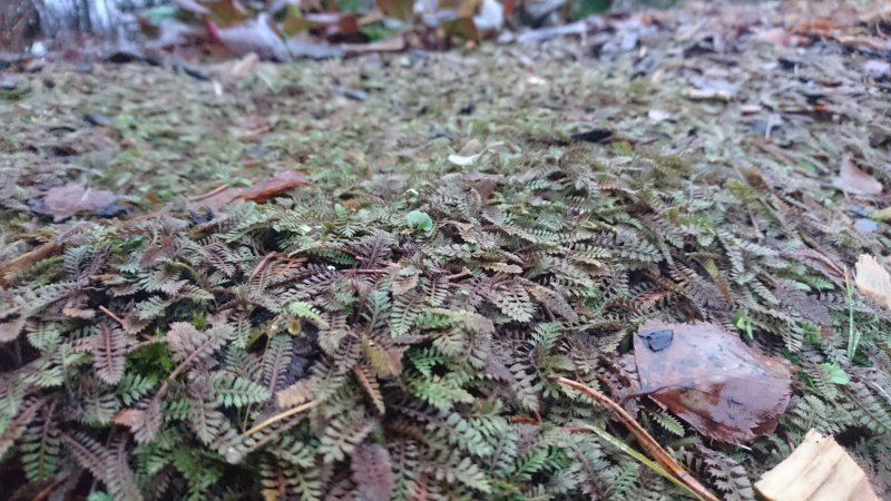 Leptinella (Cotula) potentillina Mülleri sasik