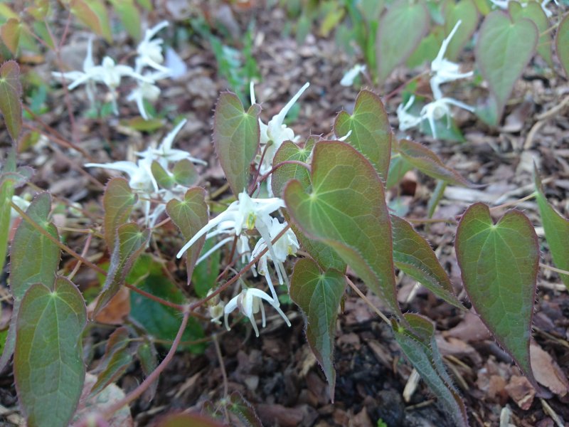 Epimedium grandiflorum var.higoense Эпимедиум крупноцветковый