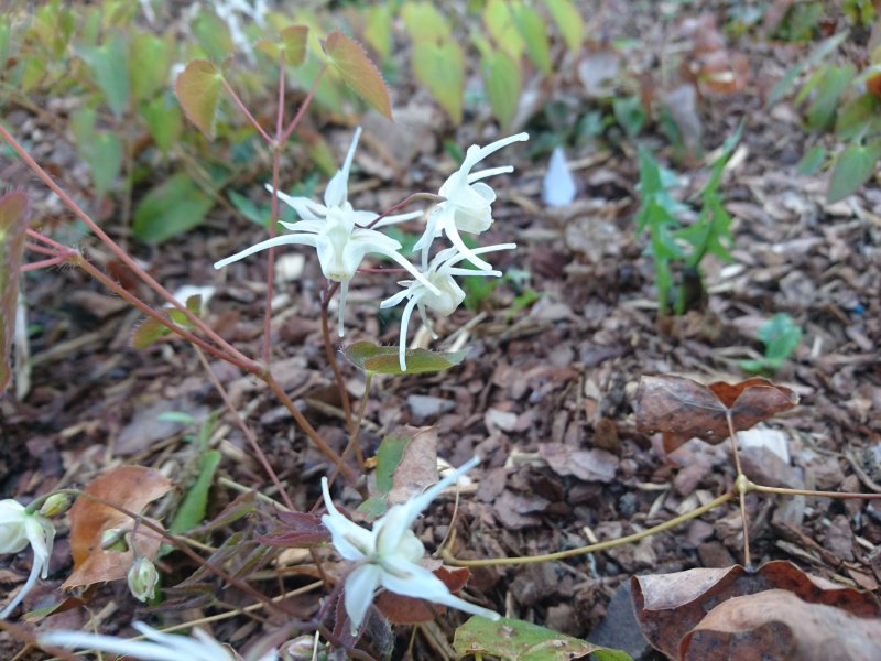 Epimedium grandiflorum var.higoense Эпимедиум крупноцветковый