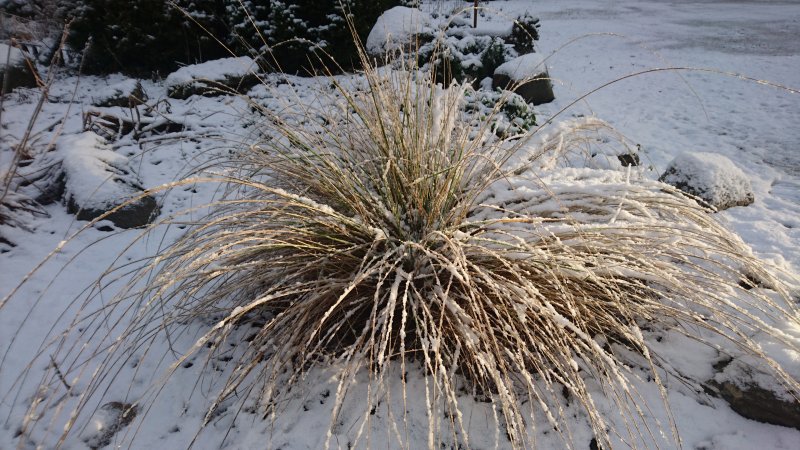 Festuca mairei Овсяница Майра