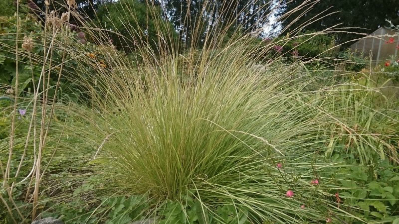 Festuca mairei Atlasnata