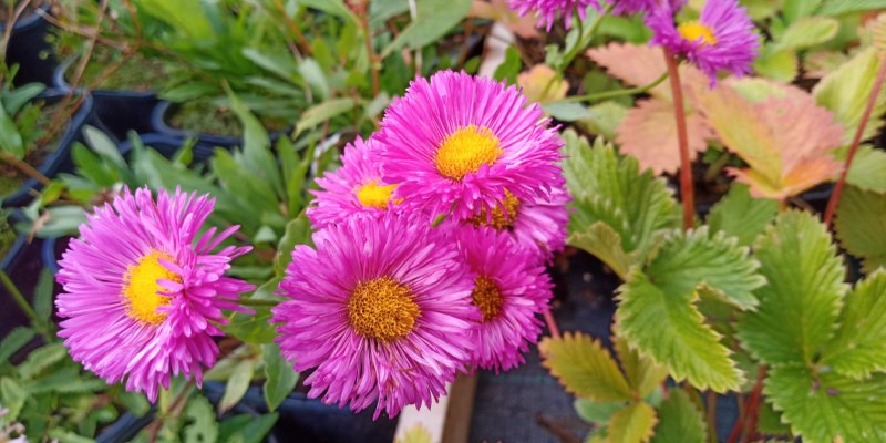 Erigeron 'Karminstrahl' Õnnehein