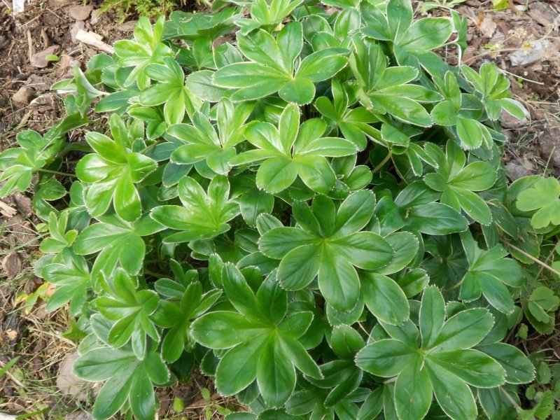 Alchemilla conjuncta Hopeapoimulehti