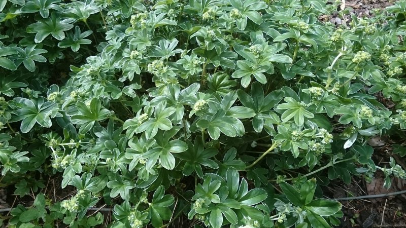 Alchemilla conjuncta Манжетка соединенная