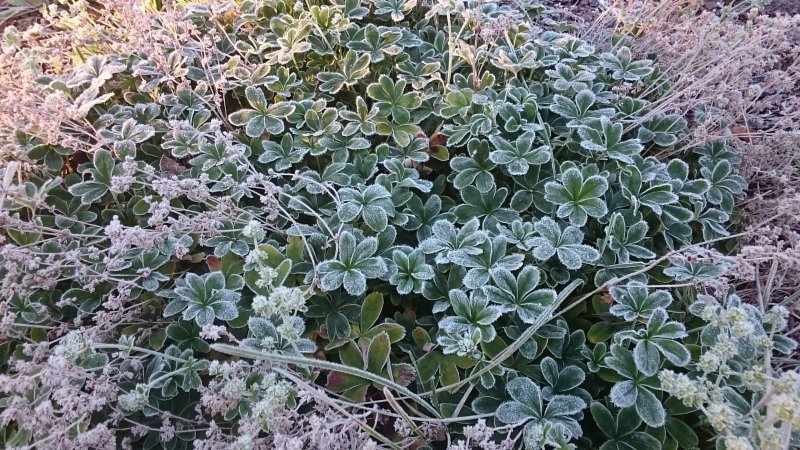 Alchemilla conjuncta Hopeapoimulehti