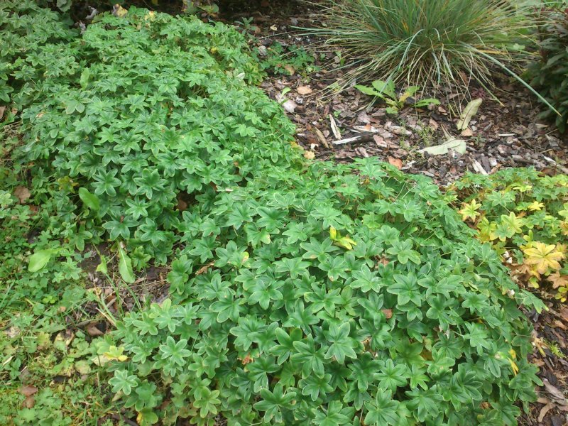 Alchemilla conjuncta Манжетка соединенная