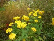 Rudbeckia laciniata 'Goldquelle'  Kultapallo