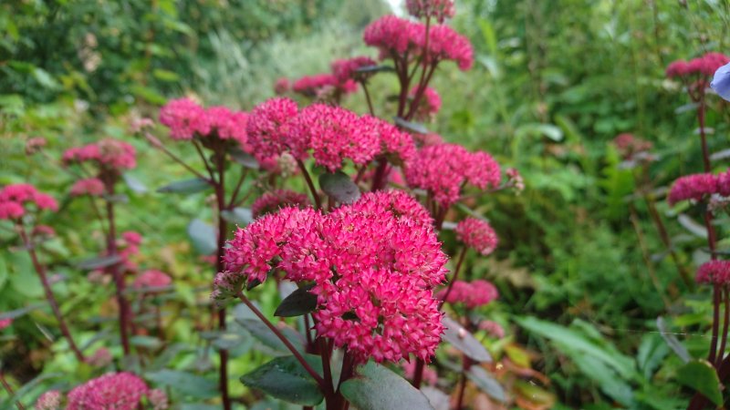 Sedum telephium 'Red Cauli' Очиток обыкновенный