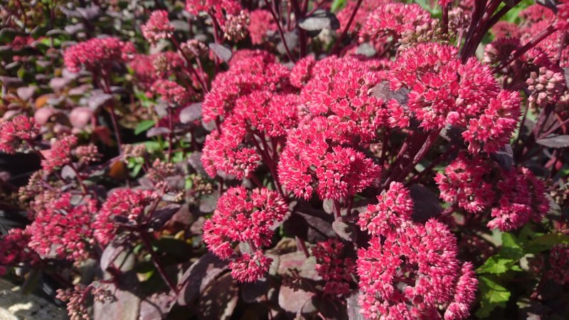 Sedum telephium 'Red Cauli' Очиток обыкновенный