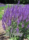 Salvia nemorosa 'Wesuwe'