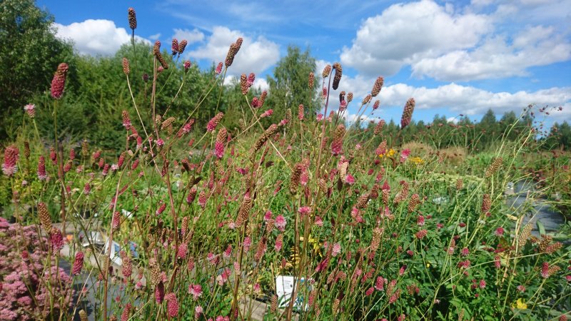 Sanguisorba officinalis ‘Pink Tanna’ Кровохлёбка