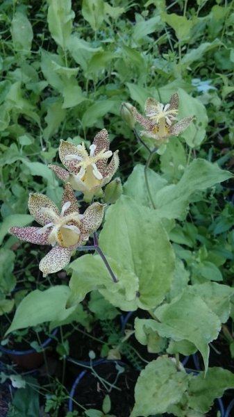 Tricyrtis latifolia Laialehine kõreliilia