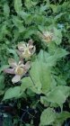 Tricyrtis latifolia