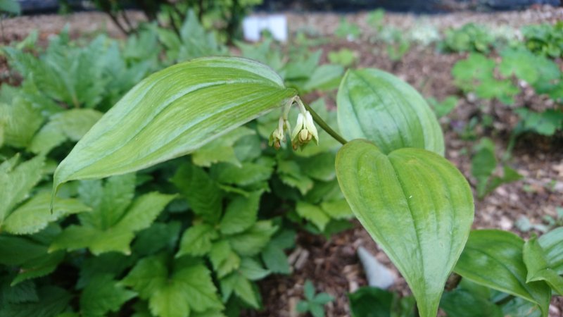 Disporum megalanthum Suureõieline haldjakell