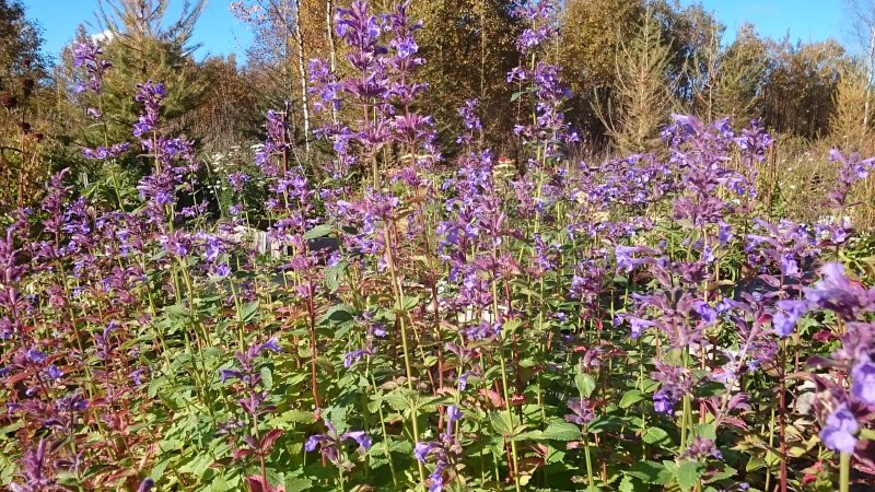 Nepeta grandiflora 'Pool Bank' Suureõieline naistenõges