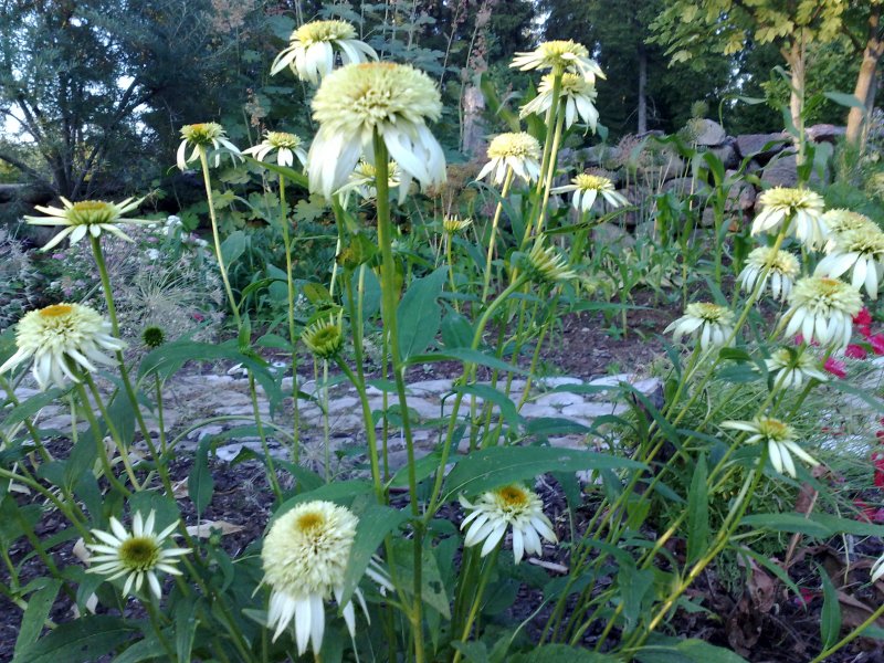 Echinacea  'Coconut Lime' Coneflower