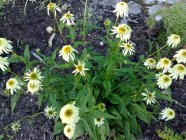 Echinacea 'Coconut Lime' Tarhapunahattu