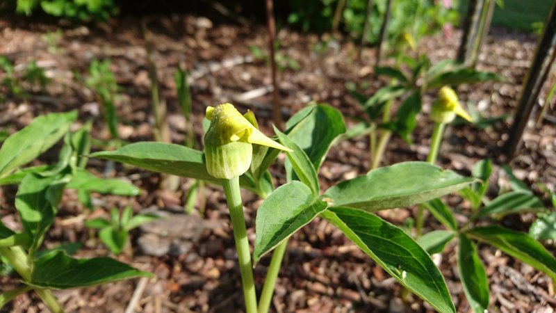 Arisaema flavum subsp. abbreviatum