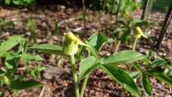 Arisaema flavum subsp. abbreviatum Аризема жёлтая