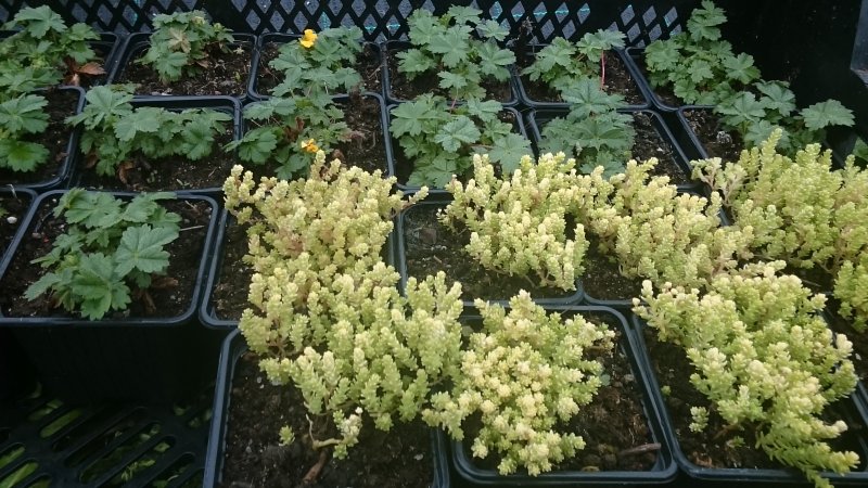 Sedum acre 'Aureum'  mossy stonecrop