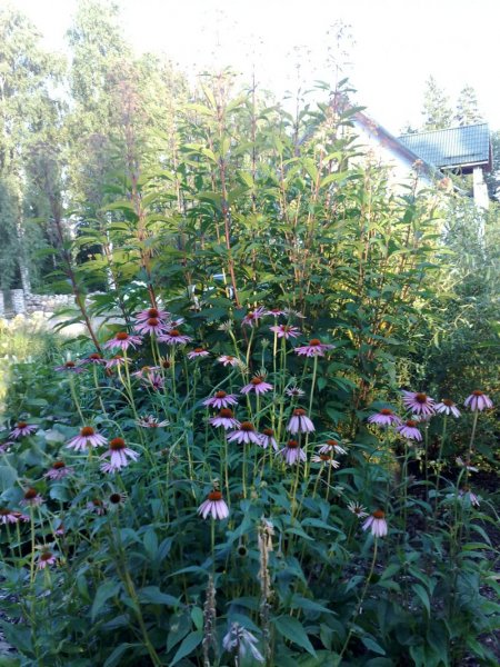 Echinacea purpurea Эхинацея пурпурная