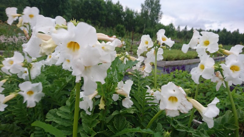 Incarvillea delavayi 'Snow Top' Delavayi inkarvillea