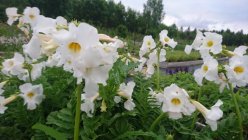 Incarvillea delavayi 'Snow Top' Delavayi inkarvillea