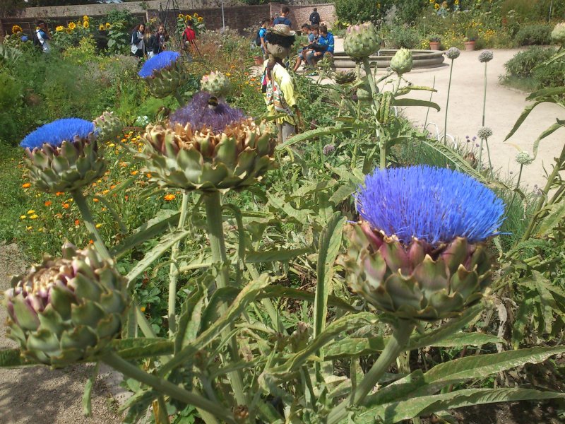 Cynara cardunculus Hispaania artišokk