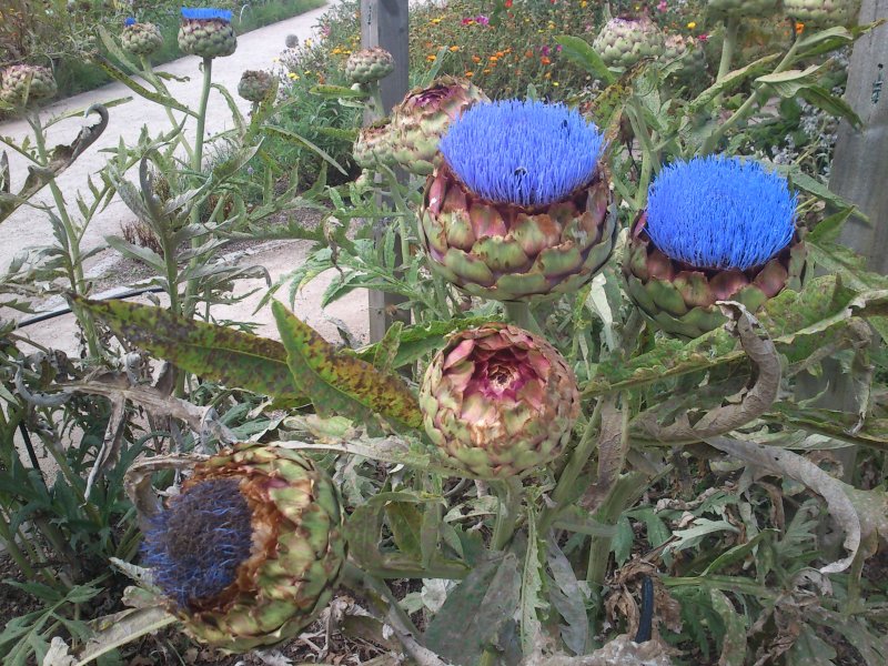 Cynara cardunculus Артишок испанский