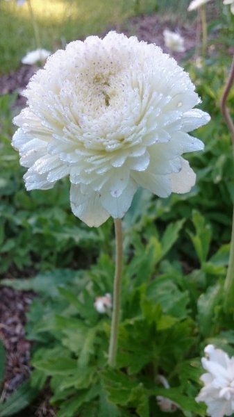 Anemone sylvestris 'Plena' Arovuokko