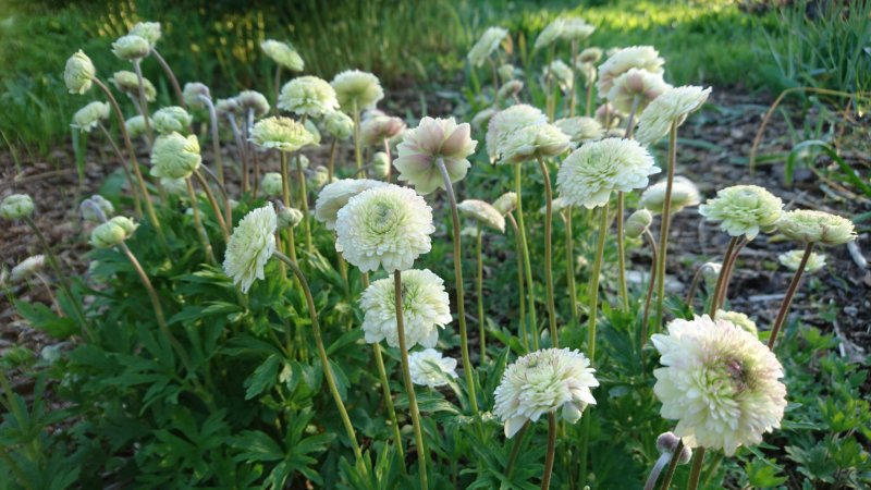 Anemone sylvestris 'Plena' Ветреница лесная