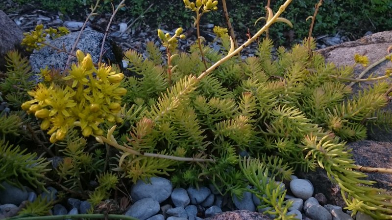 Sedum rupestre 'Angelina' Kalju-kukehari