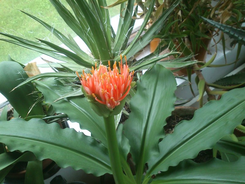 Scadoxus multiflorus subsp. katherinae   Скадоксус