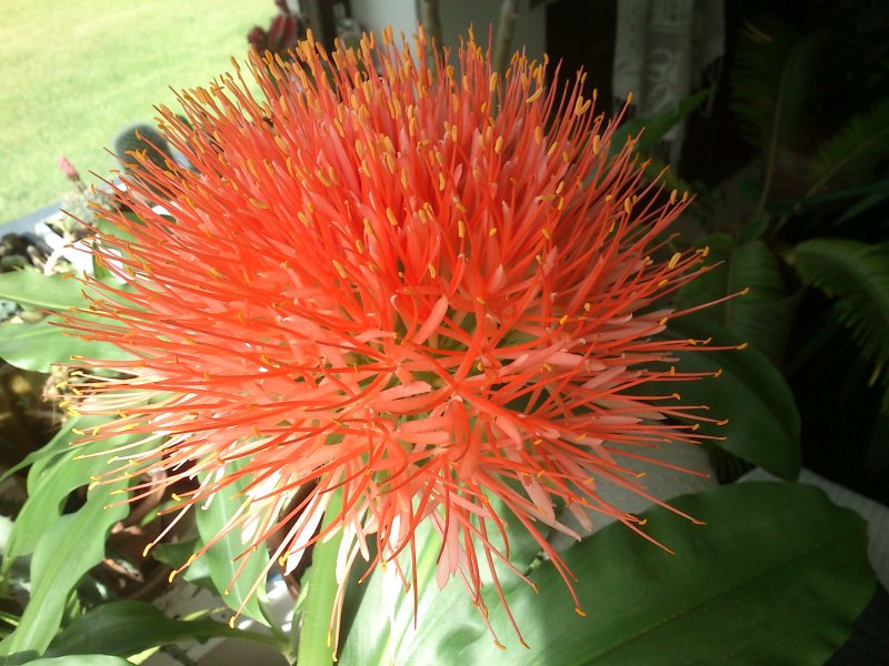 Scadoxus multiflorus subsp. katherinae