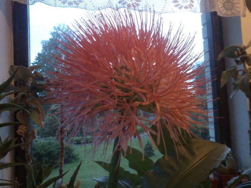 Scadoxus multiflorus subsp. katherinae   Скадоксус