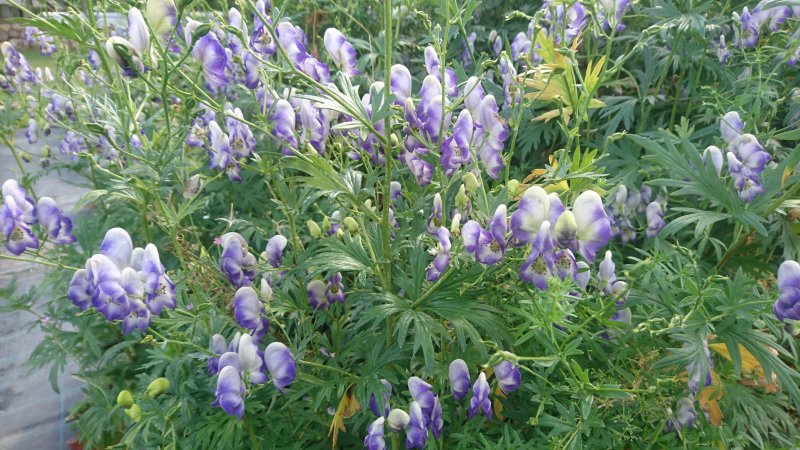 Aconitum x cammarum Борец пестрый 'Биколор'