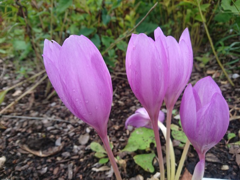 Colchicum 'Giant' sügislill