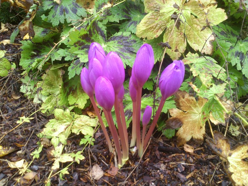 Colchicum 'E.A.Bowles' Myrkkylilja