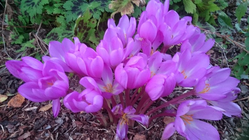 Colchicum 'E.A.Bowles' sügislill