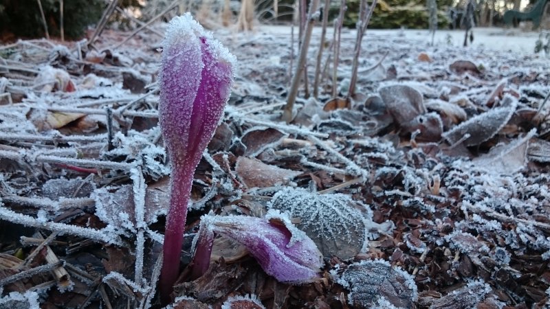 Colchicum 'E.A.Bowles'