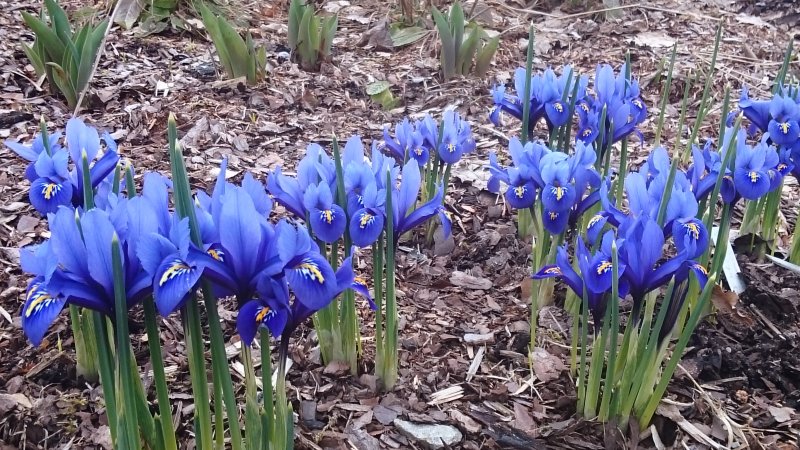Iris reticulata ‘Harmony’ võrkiiris TAIMENA