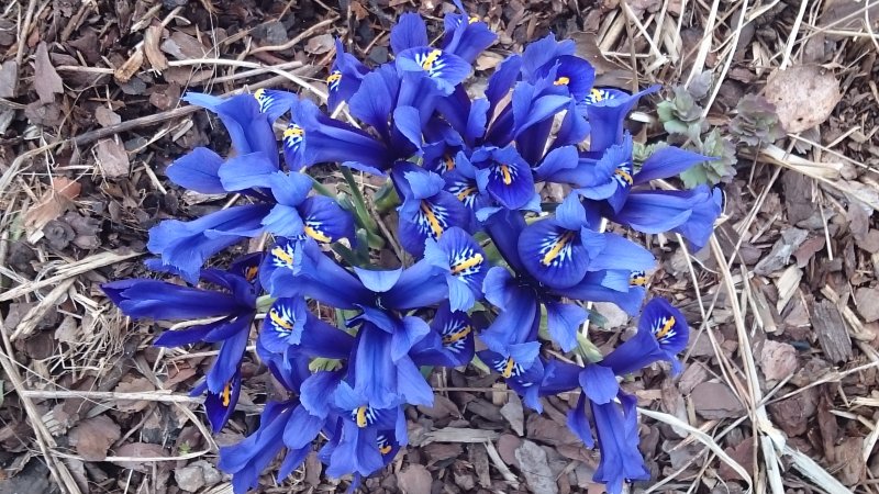 Iris reticulata ‘Harmony’ võrkiiris TAIMENA