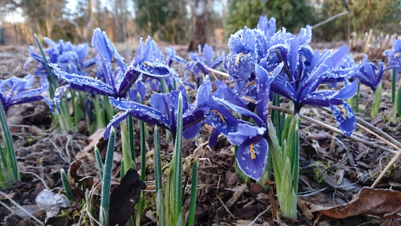 Iris reticulata ‘Harmony’ võrkiiris TAIMENA