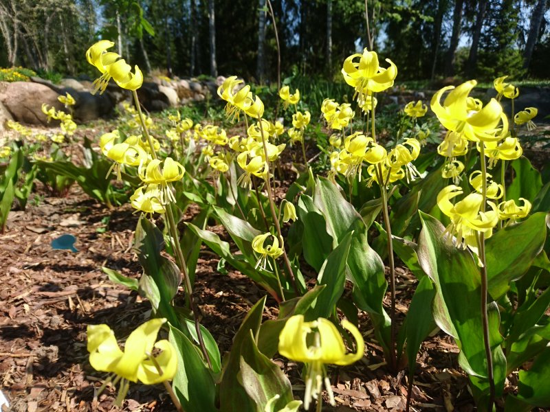 Erythronium 'Pagoda'  Кандык