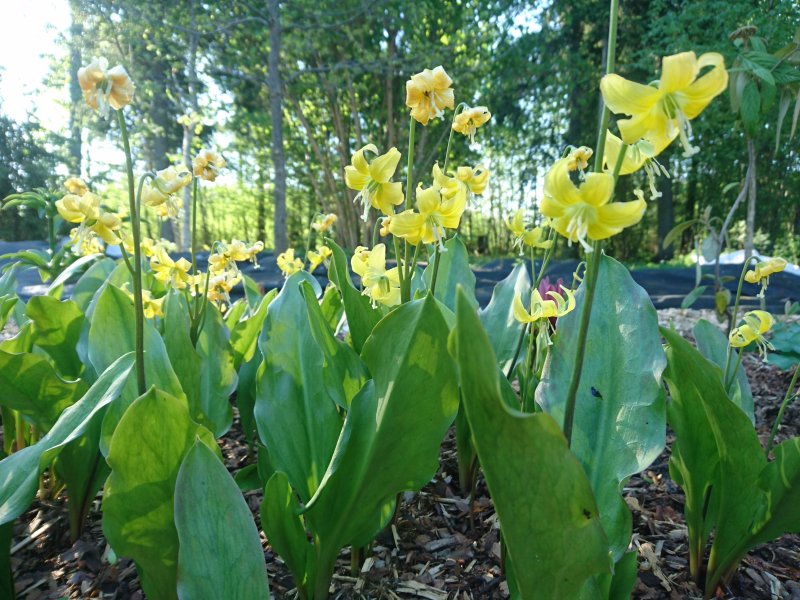 Erythronium 'Pagoda'  Кандык