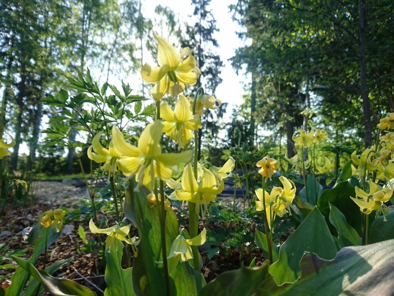 Erythronium 'Pagoda' Trout Lily