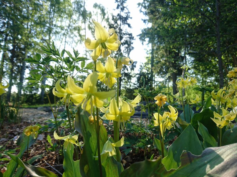 Erythronium 'Pagoda'  Кандык