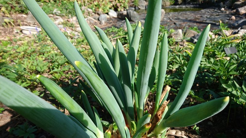 Allium pskemense