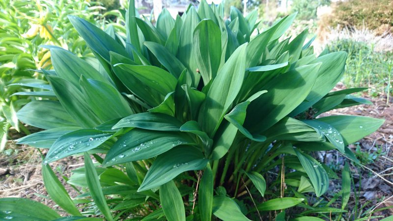 Allium ochotense Siberian onion