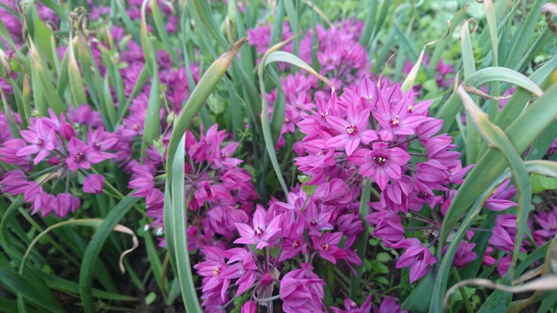 Allium oreophilum mäestikulauk POTITAIMENA